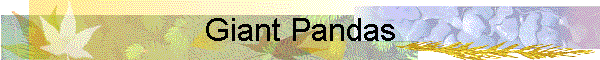 Giant Pandas