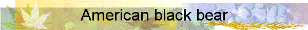 American black bear