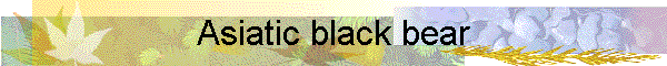 Asiatic black bear