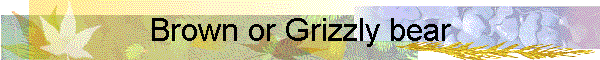 Brown or Grizzly bear