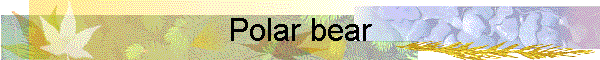 Polar bear