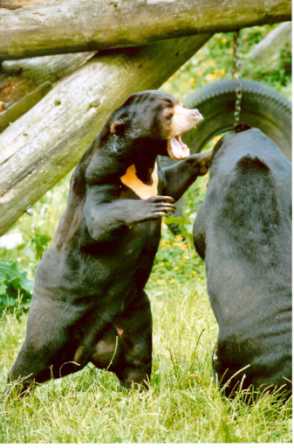 Sun bear at Belfast zoo