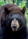 American black bear