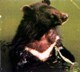 Asian black bear