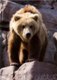 Brown/Grizzly bear