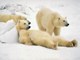 Polar bear