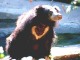 Sloth bear