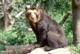 Spectacled bear