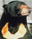 Sun bear