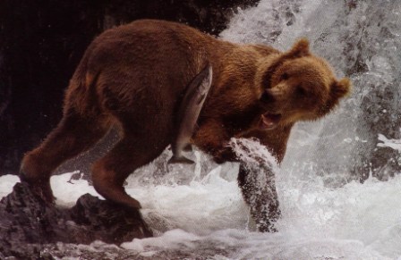 Grizzly catching salmon in river