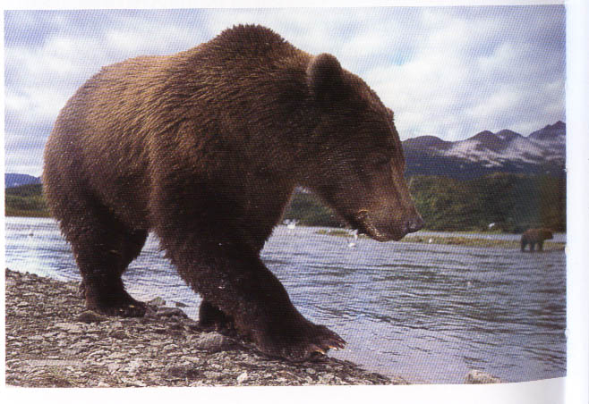 Brown or Grizzly bear