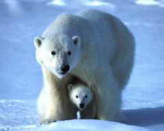 Polar bear with cub