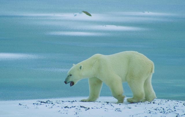 Polar bear walking across ice