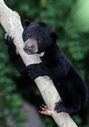 Sun bear cub in a tree