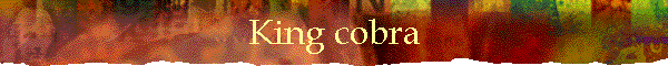 King cobra