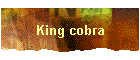 King cobra