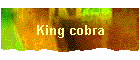 King cobra