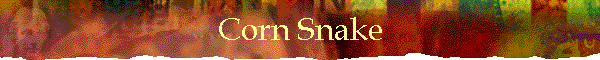 Corn Snake
