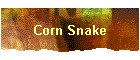 Corn Snake