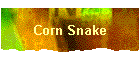 Corn Snake