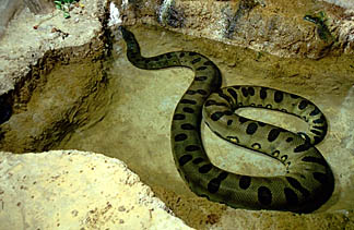An anaconda in water