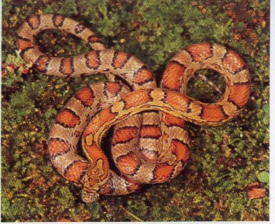 Corn Snake